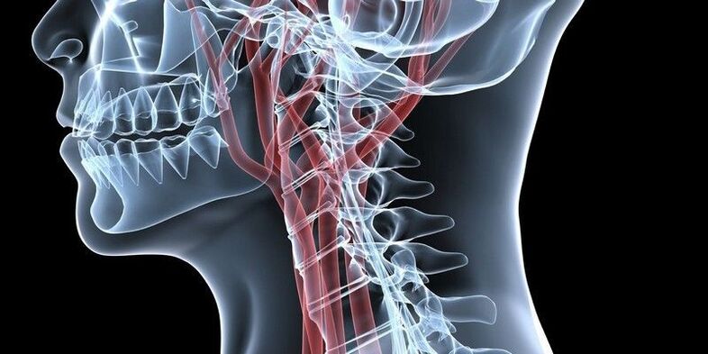Blood vessels Beds Spine
